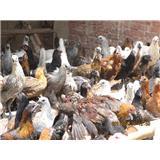 誠信;創(chuàng)新;卓越-普洱市思茅區(qū)云蕓家禽養(yǎng)殖專業(yè)合作社