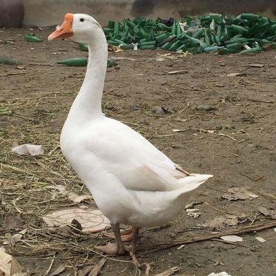 大學(xué)生回家創(chuàng)業(yè),養(yǎng)殖雜交野兔,年入十幾萬,如何做到的?