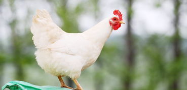 霉菌毒素 才是 偷走 你錢的罪魁禍?zhǔn)? class=