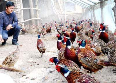 四個(gè)投資少回報(bào)快的特種養(yǎng)殖創(chuàng)業(yè)項(xiàng)目 助你快速發(fā)家致富