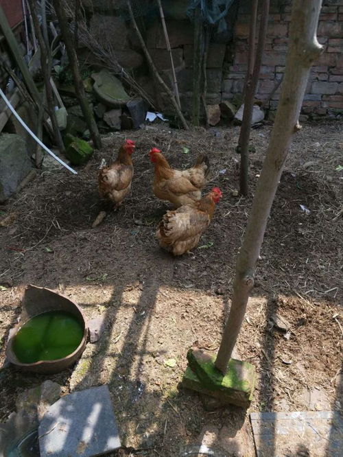 城市建成區(qū)內(nèi)養(yǎng)雞鴨 這種做法不可取