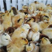 保定家禽養(yǎng)殖基地批發(fā)