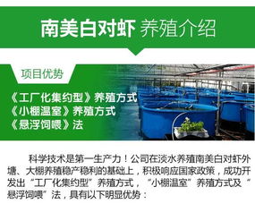 紅旗淡水大棚養(yǎng)南美對蝦養(yǎng)殖加盟公司 水產(chǎn)養(yǎng)殖行業(yè)領(lǐng)導(dǎo)者