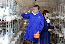 江西萬年:家禽養(yǎng)殖業(yè)回暖 家禽供應(yīng)逐步正常_徐聲高_(dá) 光明圖片