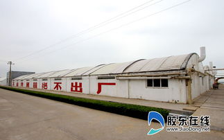 煙臺一企業(yè)南魚北養(yǎng) 成國內(nèi)唯一 夢幻之魚 苗種供應(yīng)商