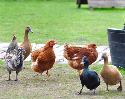 雞鴨鵝以及蛋出口美國FDA認(rèn)證注冊服務(wù)