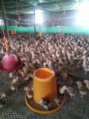 養(yǎng)雞秘籍(一)不要錯(cuò)過