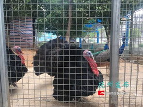 撫州夢湖動(dòng)物園養(yǎng)家禽 游客質(zhì)疑被忽悠