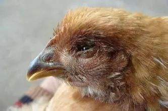 受涼感冒用什么藥 家禽感冒特效藥 感消云散