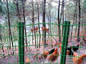養殖專用鐵絲隔離網為養殖戶解決了養殖家禽的難題