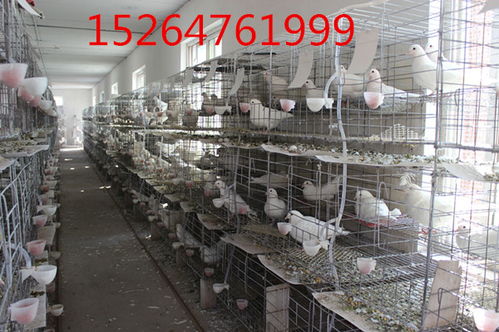 大慶 哪里有觀賞鴿養殖場