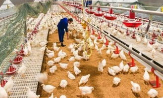 價(jià)格暴跌 印度尼西亞將宰殺300萬只肉雞