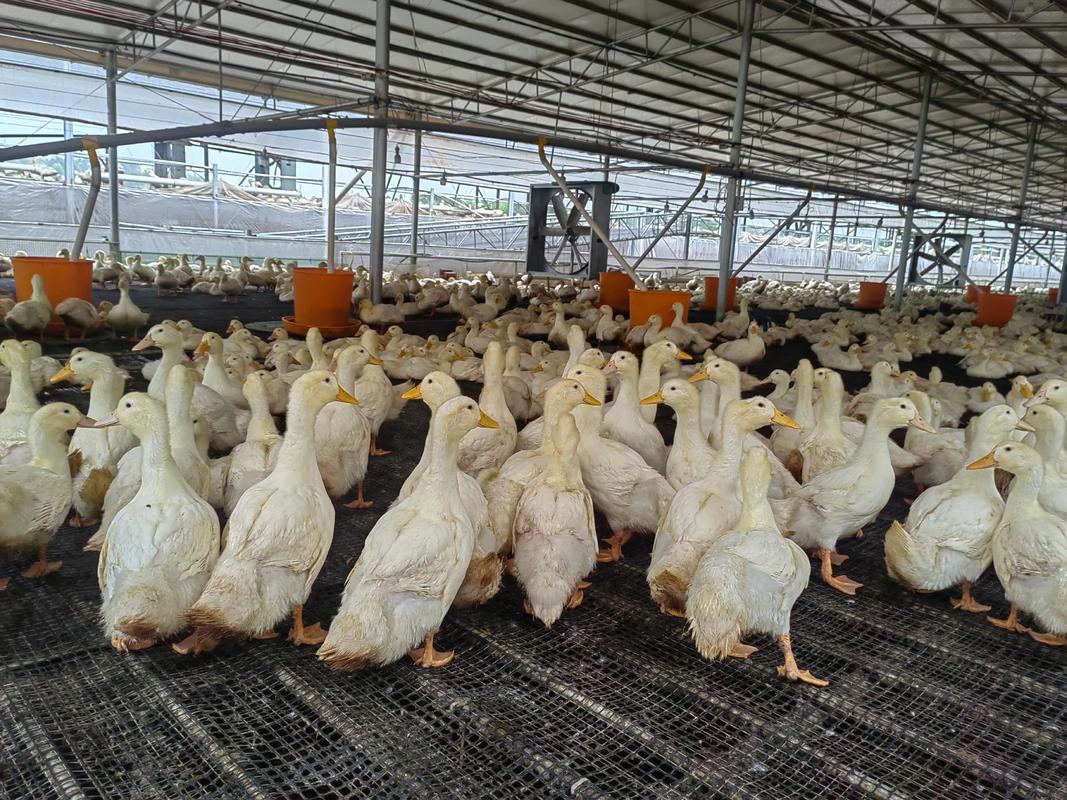 圖片 - 更多高清美圖