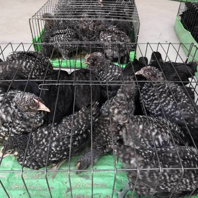 家禽飼養 觀賞雞養殖