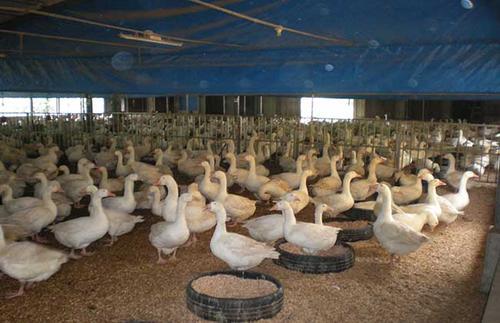 資產監測技術保障大棚養鵝|養殖業|池塘|濕度|家禽_網易訂閱