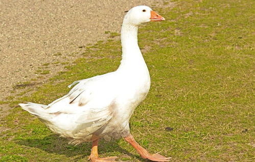 農村常見的家禽,東北人對吃大鵝的鐘愛