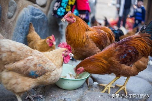 堅決抵制農民飼養家禽,養家禽就是在破壞農村的生活環境 飼料 養豬 土雞 網易訂閱