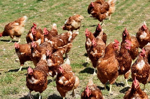 家禽養殖行業營銷策劃