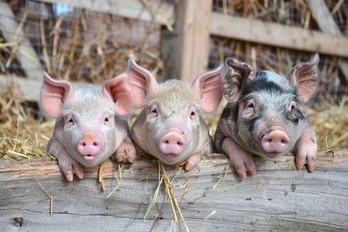 家禽家畜養殖豬圖片 攝影圖 下載至來源處