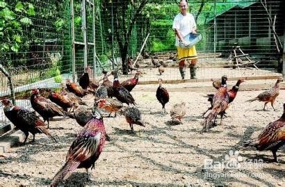 農村創業 農村飼養家禽經驗談