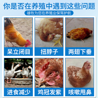 家禽健康守護者!雄牧瘟疫清如何拯救你的雞鴨鵝?