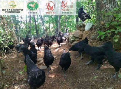 首屆“海安-略陽”年貨節【第二期】農特產品提前品味!