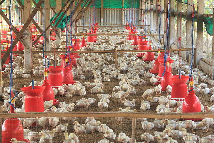 家禽農場工業養殖