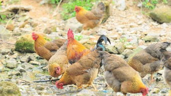 除了 車田豆腐 ,車田鎮這些產業也在打造中...