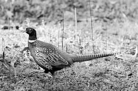 家禽養殖合作社尋百萬資金合作