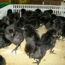 沭陽縣順明家禽養殖場