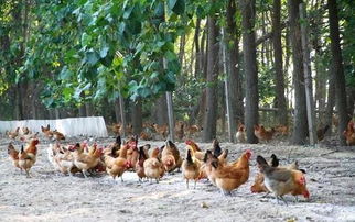 養雞技術 維生素acdek在家禽飼料中作用及用量