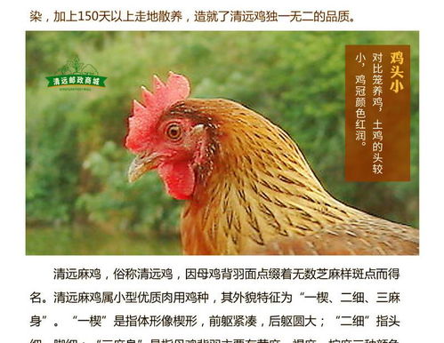 金都農家散養清遠雞生鮮整雞 廣東省內包郵 老母雞走地山地放養土雞 新鮮雞肉 活雞現殺 清遠特產