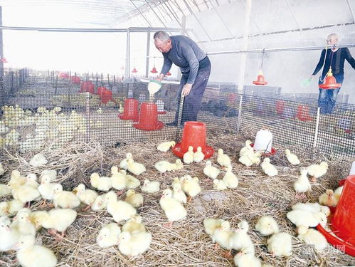 無棣近800家家禽養殖大戶全面復工復產