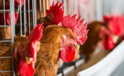 養雞行業正走向 兩極化 ,這類養殖人將越來越難了