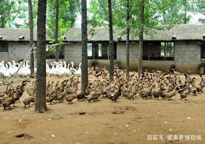 果園養鴨如何養?學會這些方法,走進生態養殖新天地
