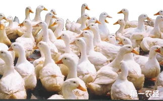 家禽養殖 家禽養殖要注意事項