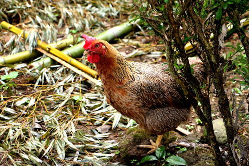散養雞,家禽家畜,動物攝影,攝影素材,匯圖網