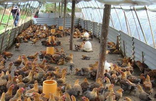 對于養殖造成的農村環境污染,村民們你的看法是什么呢