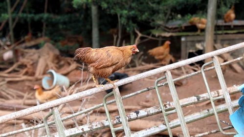 養殖戶家大量家禽出欄 急盼銷售