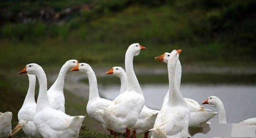 想靠家禽養殖致富,選擇養鴨還是選擇養鵝 大家應該考慮經濟效益