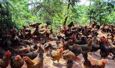 江西撫州一個(gè)縣,和宜春豐城接壤,是“中國(guó)麻雞之鄉(xiāng)”