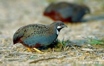 生活不容易,唯有去拼搏!養(yǎng)殖也能闖出一片天!