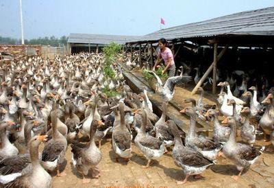 公司大理產(chǎn)品-滇陸富民禽業(yè)