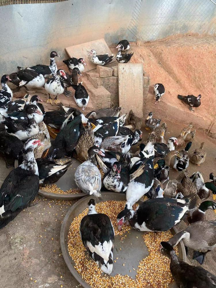 番鴨土鴨老鴨散養(yǎng)公番鴨紅臉番鴨西洋鴨毛重八斤多整鴨活體現(xiàn)殺