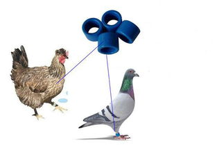 rfid技術(shù)與家禽養(yǎng)殖 實(shí)現(xiàn)家禽產(chǎn)品溯源