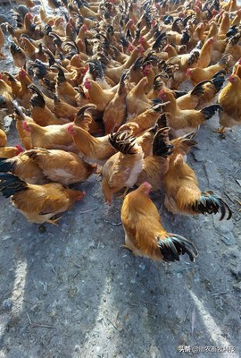 家禽養(yǎng)殖業(yè)市場(chǎng)低迷不賺錢,運(yùn)用部分發(fā)酵飼料扭虧為盈