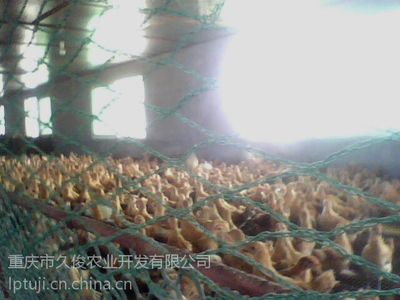 綦江土雞品種土雞苗購(gòu)買綦江土雞哪兒有優(yōu)質(zhì)土雞苗