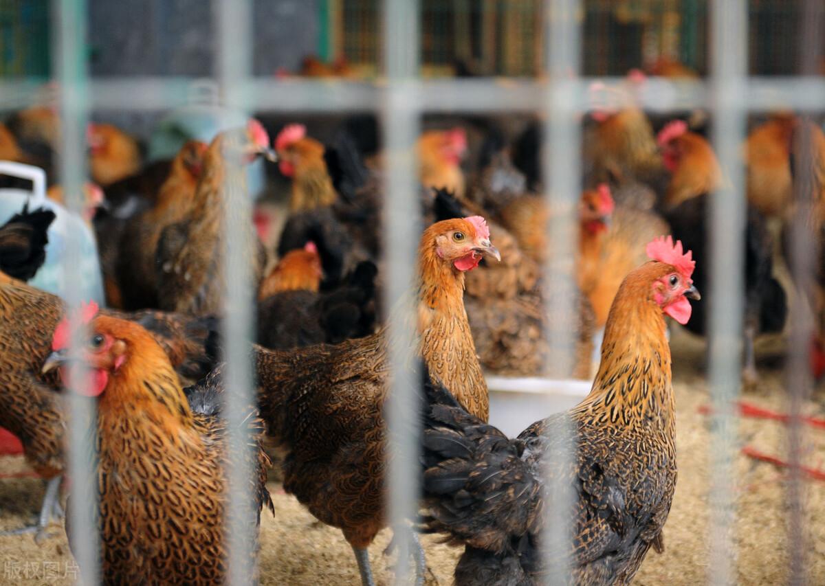 活禽及其產(chǎn)品,到底由哪個(gè)部門監(jiān)管?