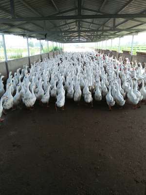 六安市金裕園家禽養殖好不好