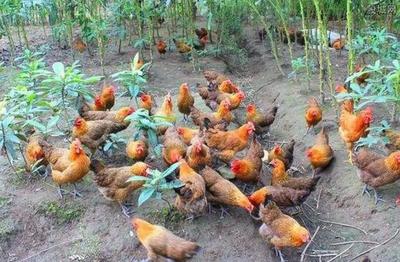 養什么最掙錢致富經 致富路